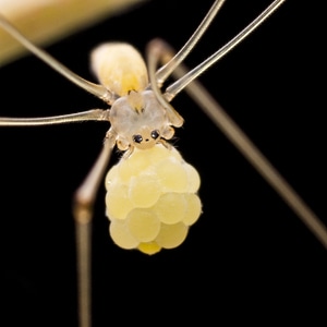 微距-昆虫-蜘蛛-蜘蛛-动物 图片素材
