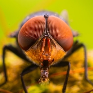 微距-昆虫-昆虫-苍蝇-复眼 图片素材