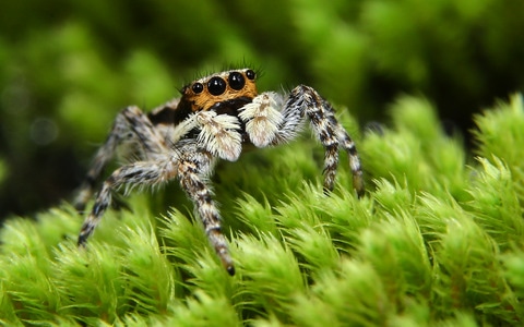 微距-昆虫-跳蛛-节肢动物-动物 图片素材