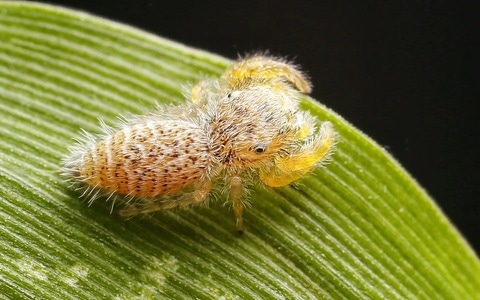 微距-昆虫-蜘蛛-节肢动物-蜘蛛 图片素材
