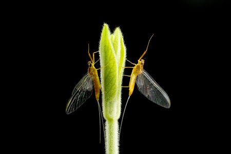 昆虫-微距-昆虫-叶子-嫩叶 图片素材