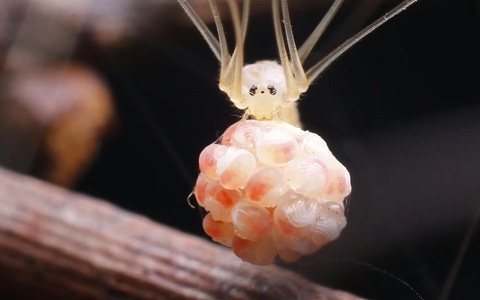 微距-昆虫-蜘蛛-节肢动物-蜘蛛 图片素材