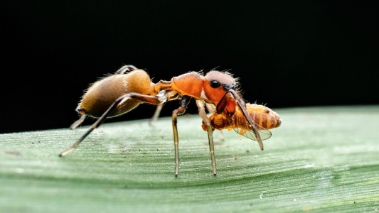 微距-昆虫-昆虫-蚂蚁-节肢动物 图片素材