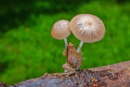 微距-昆虫-动物-两栖动物-菌类 图片素材