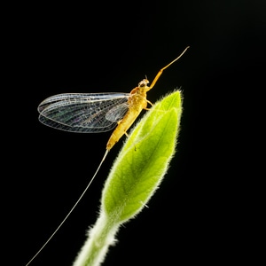 微距-昆虫-昆虫-叶子-嫩叶 图片素材