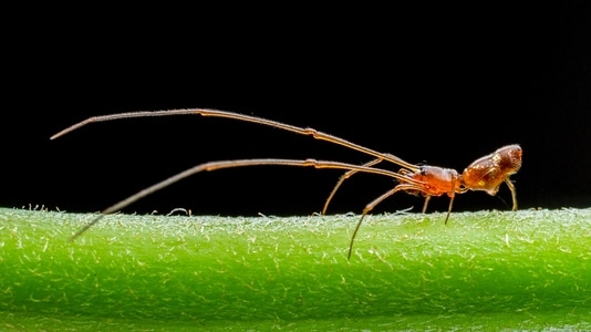 微距-昆虫-蜘蛛-蜘蛛-节肢动物 图片素材
