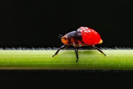 微距-昆虫-沫蝉-昆虫-沫蝉 图片素材