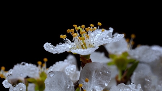 生态-李花-喜欢这角度观赏李花-花朵-花 图片素材