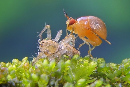 微距昆虫-甲蝇-昆虫-甲蝇-蜘蛛 图片素材