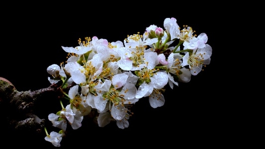 生态-李花-喜欢这角度观赏李花-花朵-花 图片素材