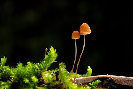 微距-菇-菌类-蘑菇-植物 图片素材