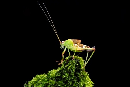 微距-昆虫-蚂蚱-昆虫-蝗虫 图片素材