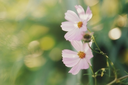花-生活之美-植物-花-花卉 图片素材