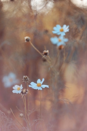 生活之美-花-花-小花-植物 图片素材
