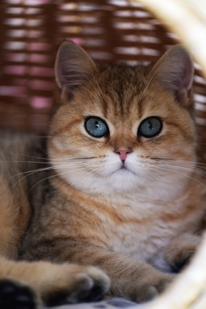 萌宠-(≧^-^≦)喵~-萌宠-猫-小猫 图片素材