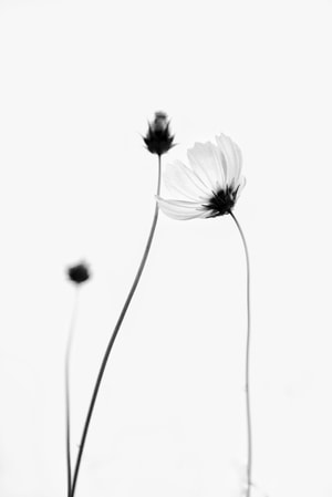 黑白-花-花-花朵-植物 图片素材