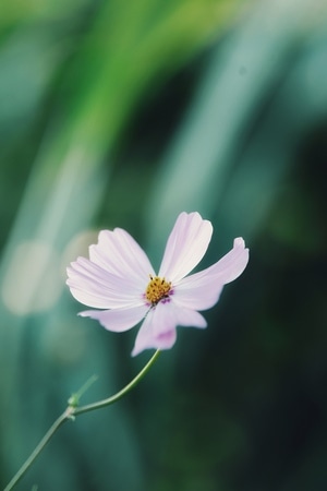 花-生活之美-花-野花-植物 图片素材
