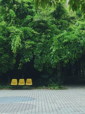 手机拍摄-生活-树-树木-座椅 图片素材