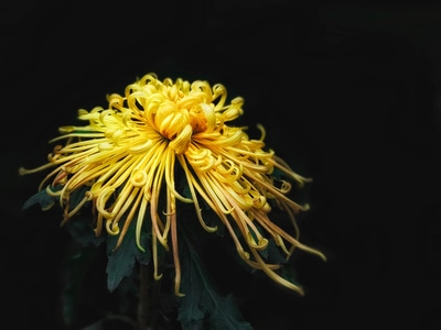 手机摄影-菊花-海葵-烟花-植物 图片素材