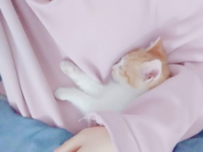 喵-猫-小奶猫-可爱-橘猫 图片素材