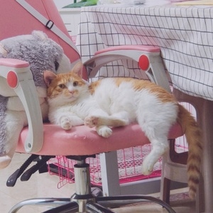 猫-橘猫-肥猫-可爱-宠物 图片素材