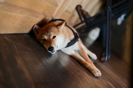 柴犬-精酿啤酒-动物-狗-宠物 图片素材