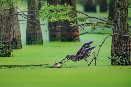 动物-自然-鸟类-湖泊-风光 图片素材