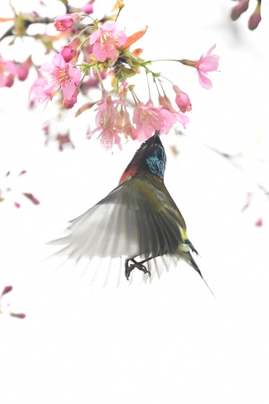 太阳鸟-抓拍-鸟类-自然生态-花与鸟 图片素材