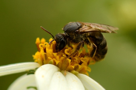 自然生态-昆虫-花草-微距摄影-昆虫 图片素材