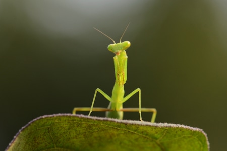 自然生态-昆虫-抓拍-微距-螳螂 图片素材