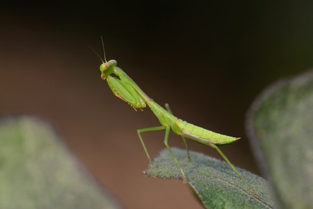 自然生态-昆虫-抓拍-微距-螳螂 图片素材