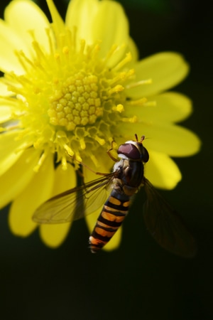 自然生态-微距-昆虫-节肢动物-昆虫 图片素材