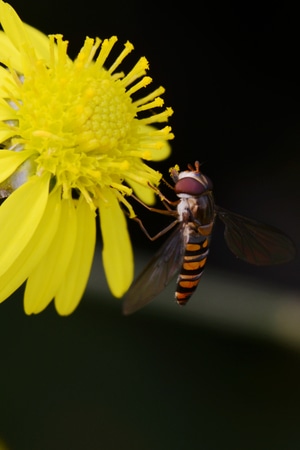 自然生态-微距-昆虫-节肢动物-昆虫 图片素材