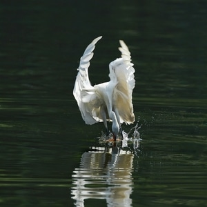 自然生态-鸟类-抓拍-白鹭-动物 图片素材