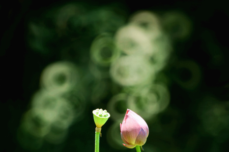 荷花-甜甜圈-美人蕉-植物-荷花 图片素材