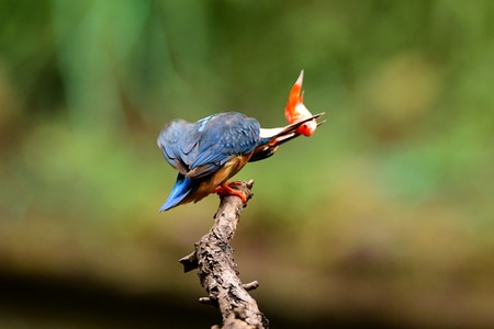 抓拍-鸟类-自然生态-翠鸟-野生动物 图片素材