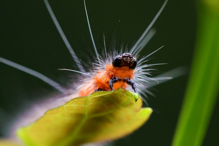 自然生态-微距摄影-昆虫-毛毛虫-毛毛虫 图片素材