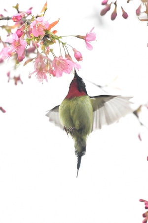 太阳鸟-抓拍-鸟类-自然生态-花与鸟 图片素材