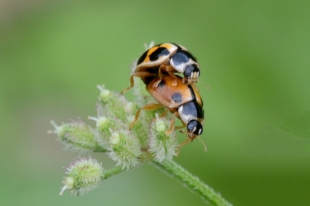 昆虫-微距摄影-自然生态-象鼻虫-瓢虫 图片素材