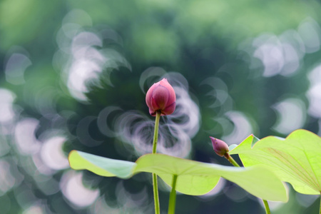 荷花-甜甜圈-美人蕉-花-花卉 图片素材