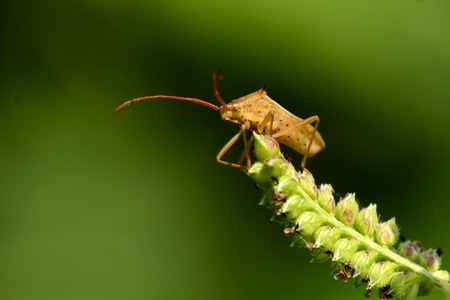 昆虫-微距摄影-自然生态-象鼻虫-瓢虫 图片素材