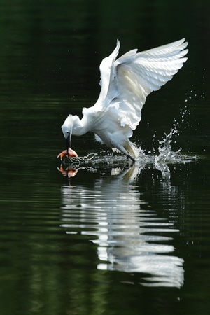 自然生态-鸟类-抓拍-白鹭-动物 图片素材