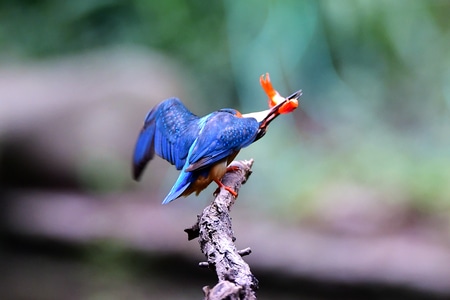 抓拍-鸟类-自然生态-翠鸟-野生动物 图片素材