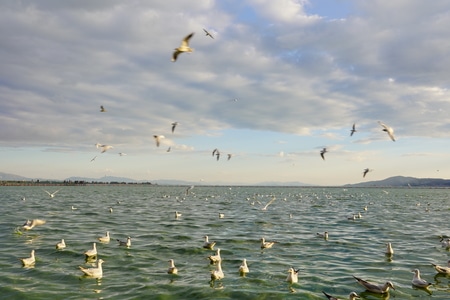 昆明-滇池-海鸥-滇池-湖 图片素材