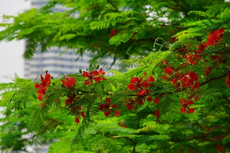 植物-夏天-开花-凤凰花-绿色 图片素材