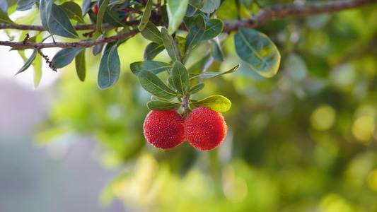 水果-杨梅-水果-果实-食物 图片素材