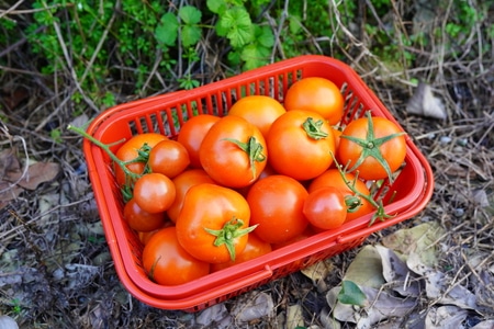 西红柿-茄子-蔬菜-花菜-营养物质 图片素材