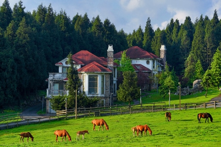 阳光-森林-草地-畜牧-旅行 图片素材