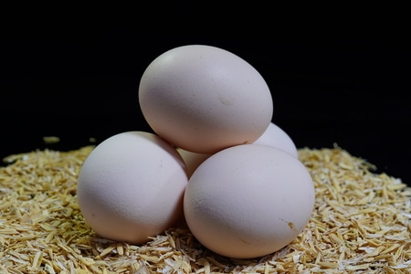 食物-鸡蛋-营养-健康-农产品 图片素材