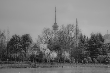 黑白-风光-树林-树木-风景 图片素材